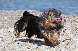 YORKSHIRE TERRIER 292